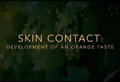 Skin Contact Wine