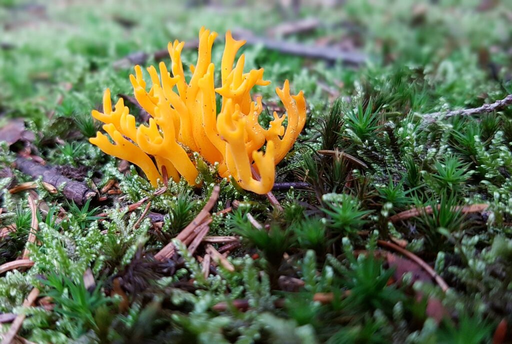 yellow fungus symptoms